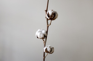El algodón hidropónico de Magtech gana escala para saltar al mercado en 2025