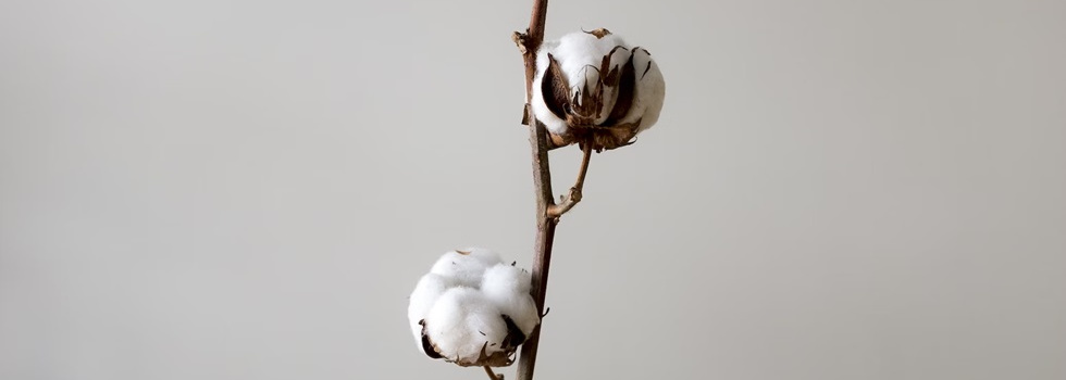 El algodón hidropónico de Magtech gana escala para saltar al mercado en 2025