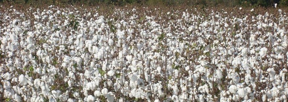 Algodón integrado, el nuevo oro blanco de Andalucía