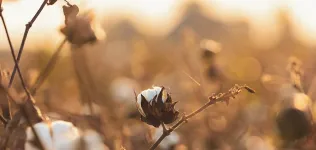 El algodón español avanza en sostenibilidad y se alía con Better Cotton