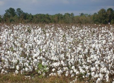 Algodón integrado, el nuevo oro blanco de Andalucía